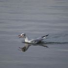 mouette