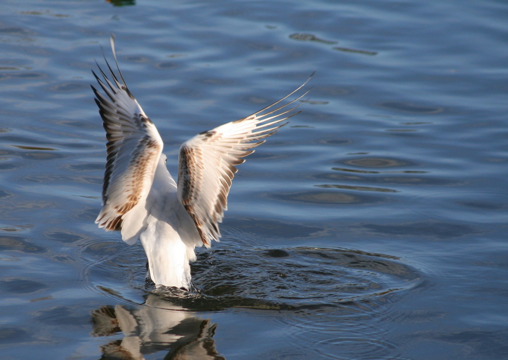 MOuette