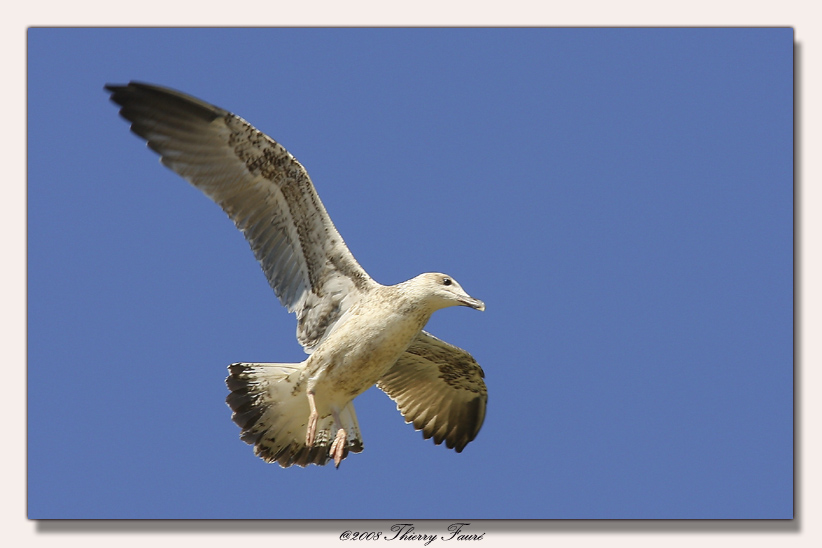 mouette