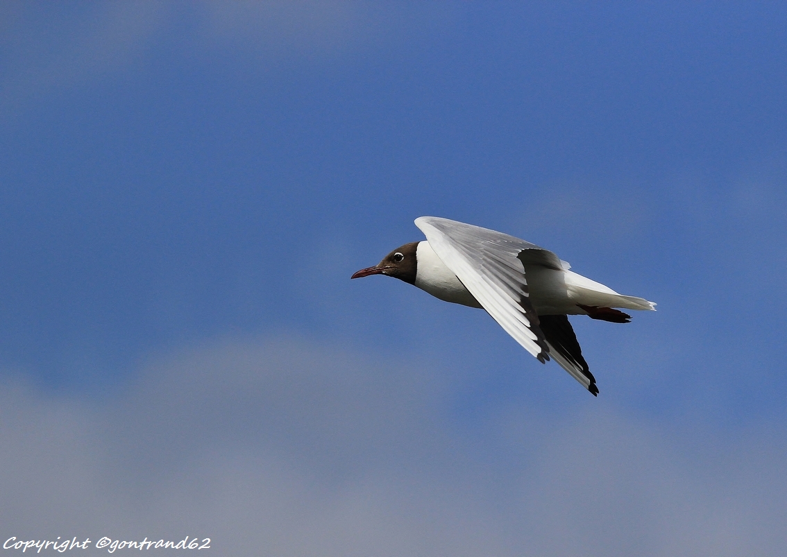 mouette