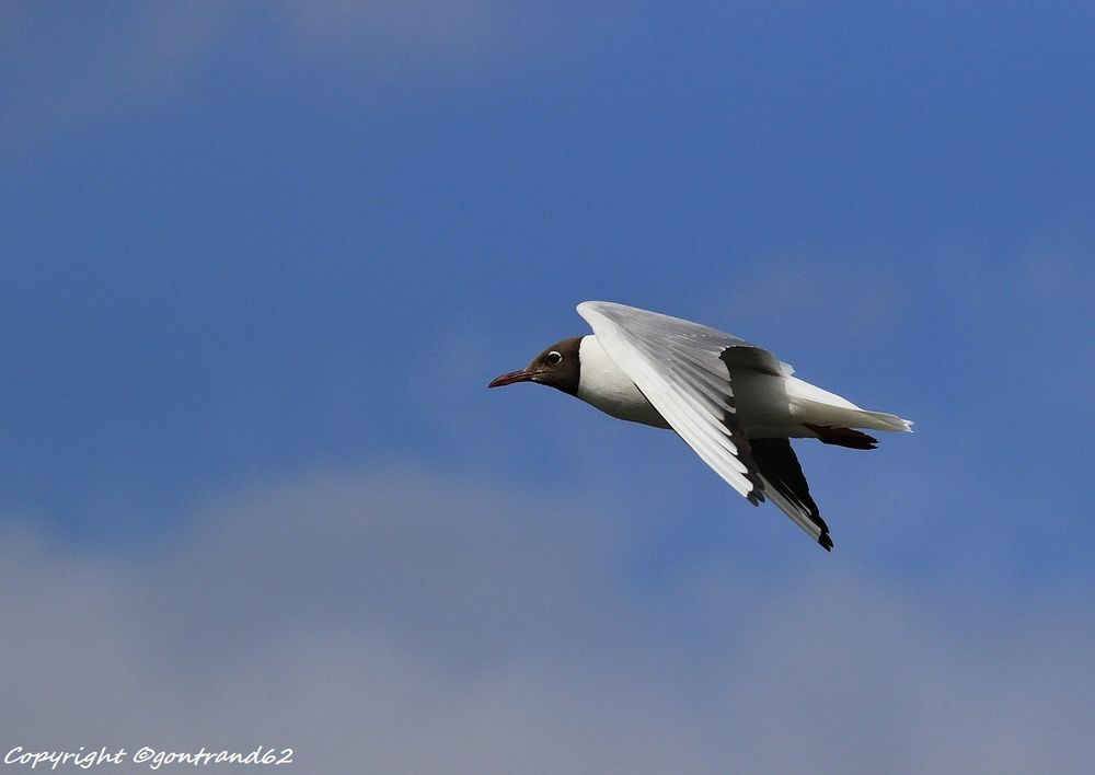 mouette