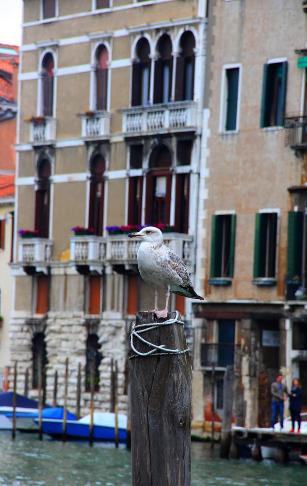 Mouette