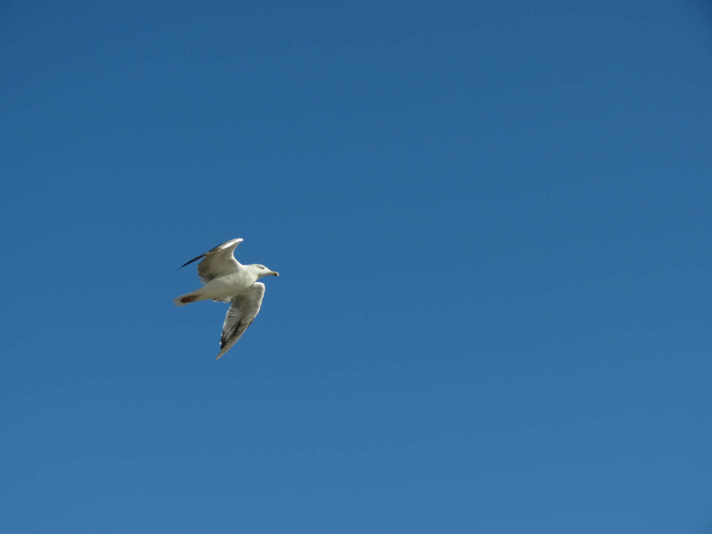 mouette