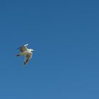 mouette