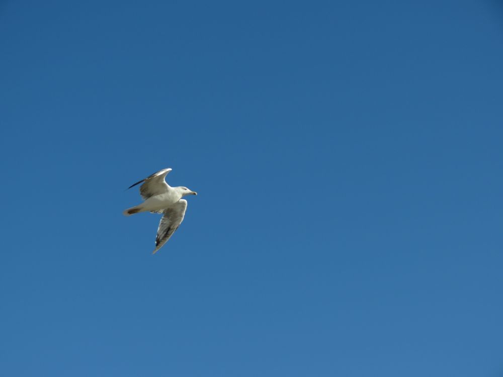 mouette