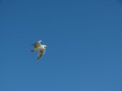 mouette