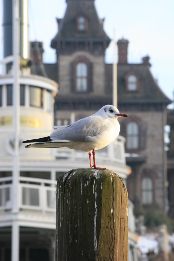 Mouette