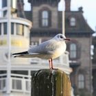 Mouette