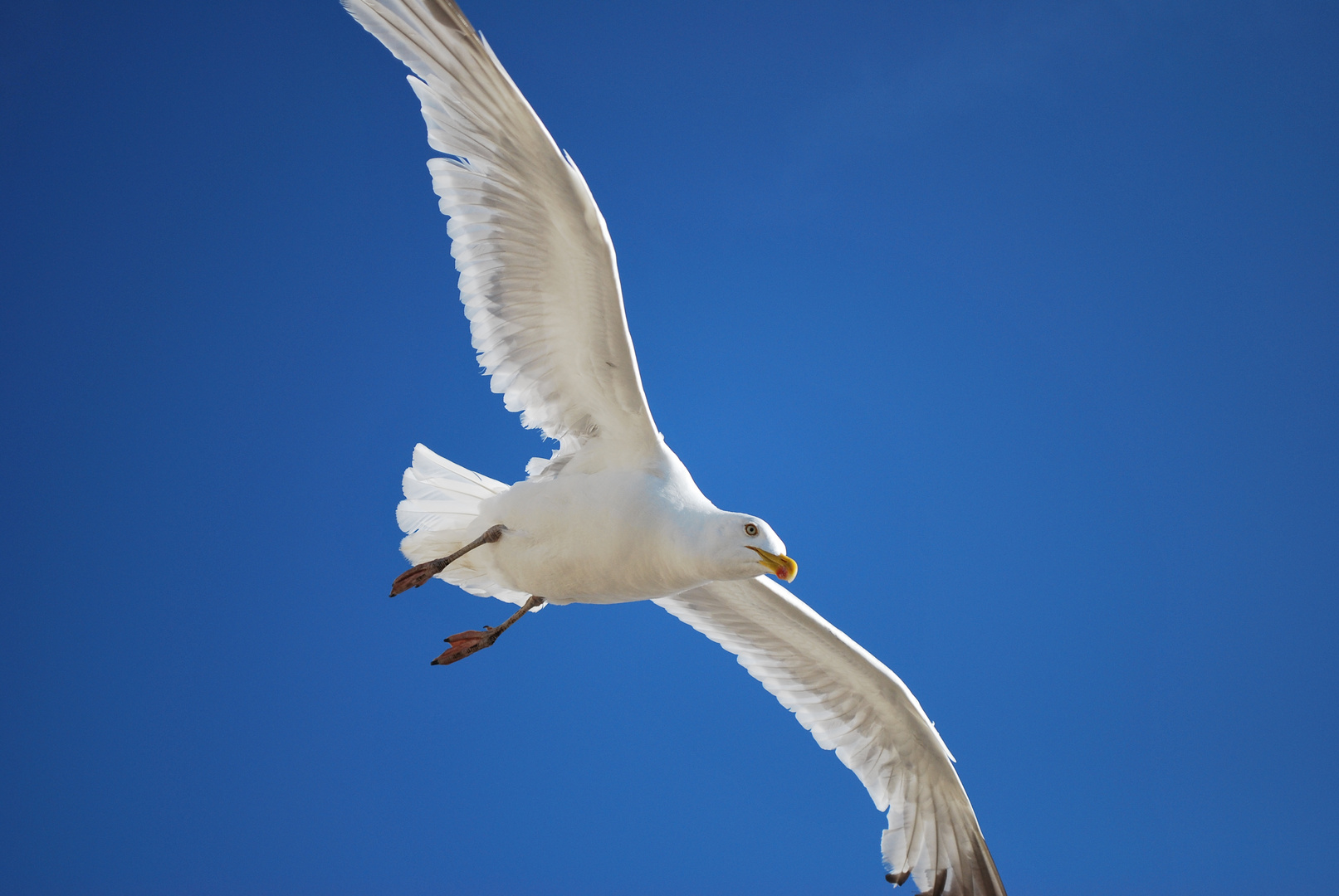 Mouette 3