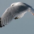 mouette