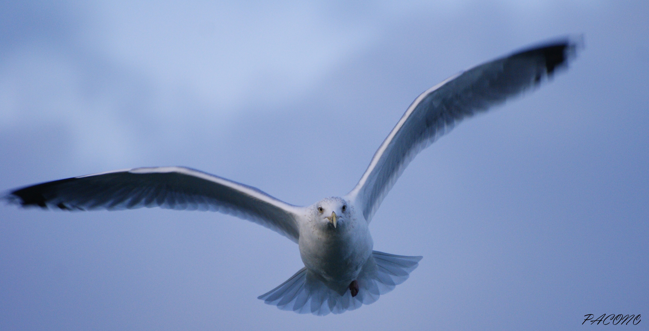 MOUETTE