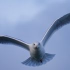 MOUETTE