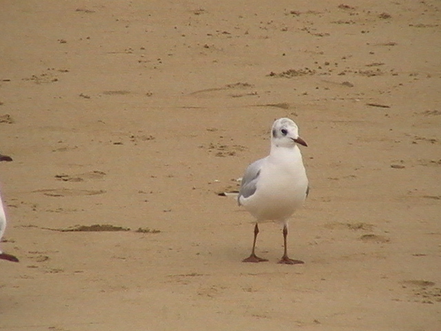 mouette