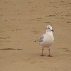 mouette