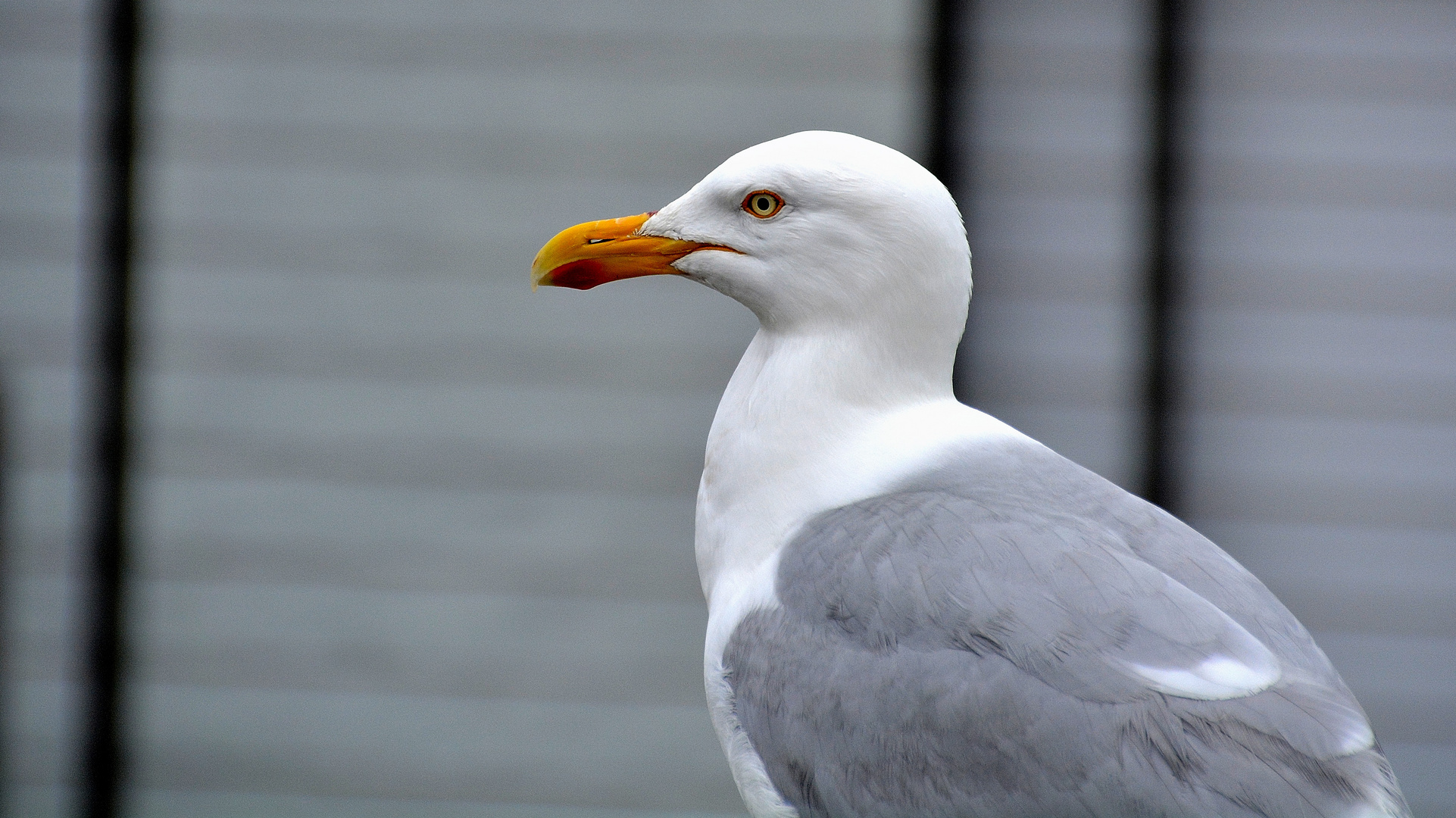 mouette