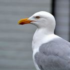 mouette