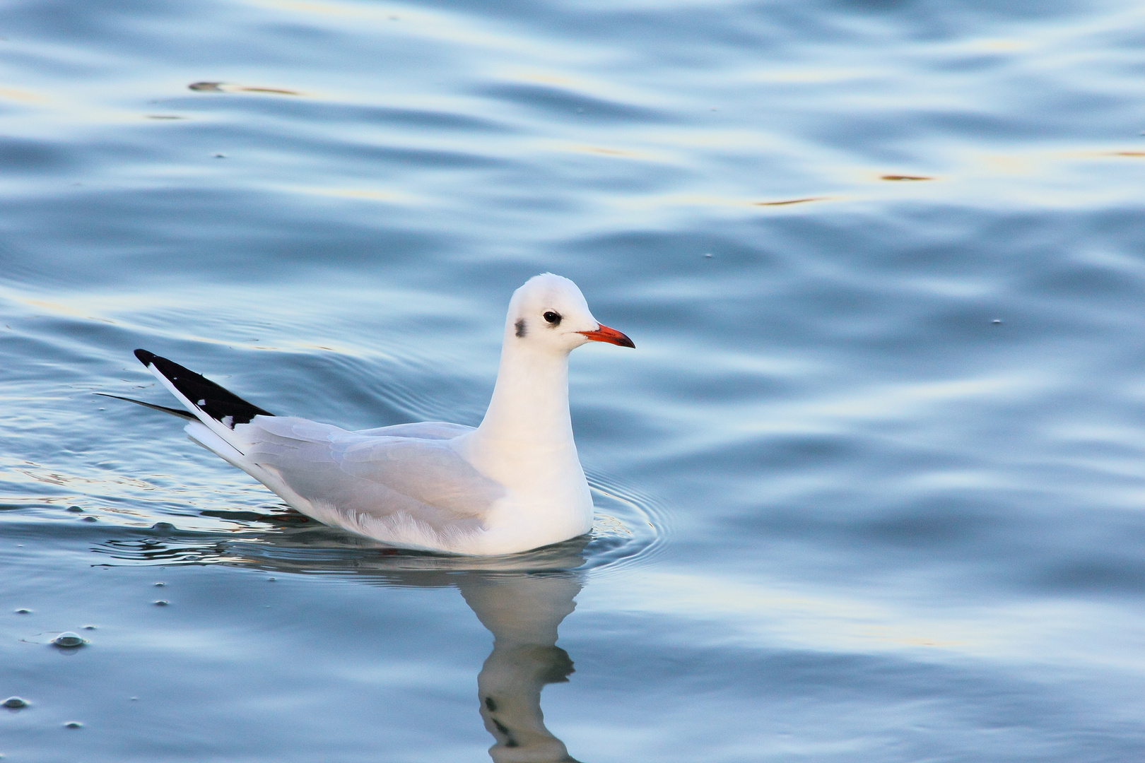 Mouette