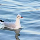 Mouette