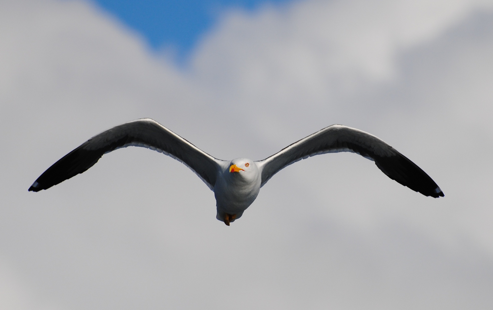 Mouette