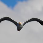 Mouette