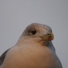 mouette