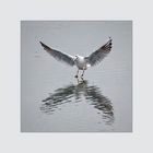 Mouette 5