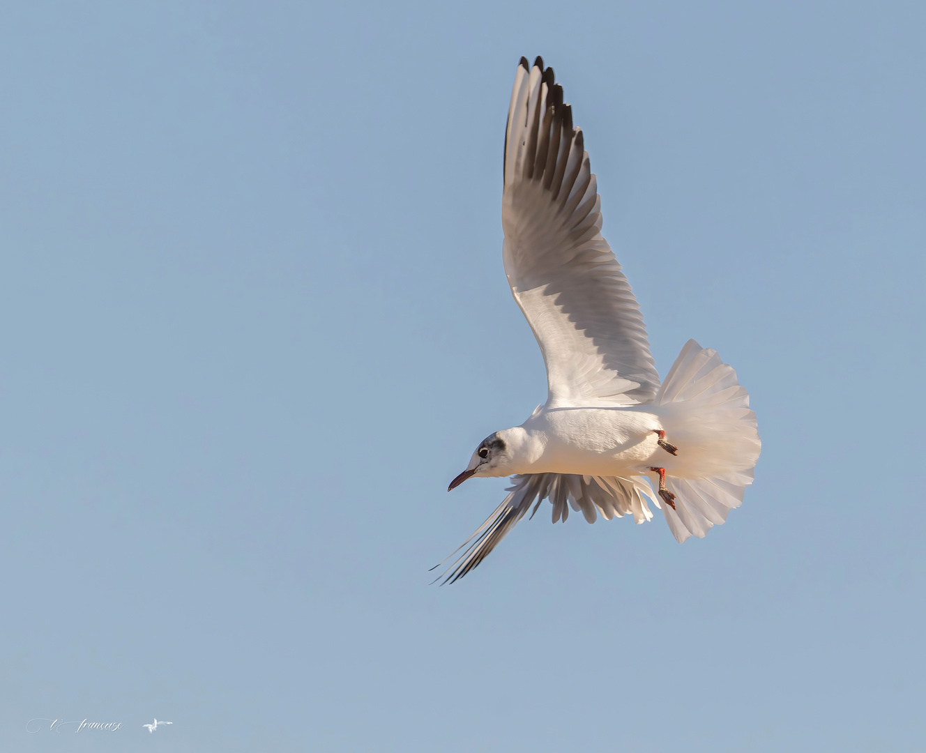 Mouette