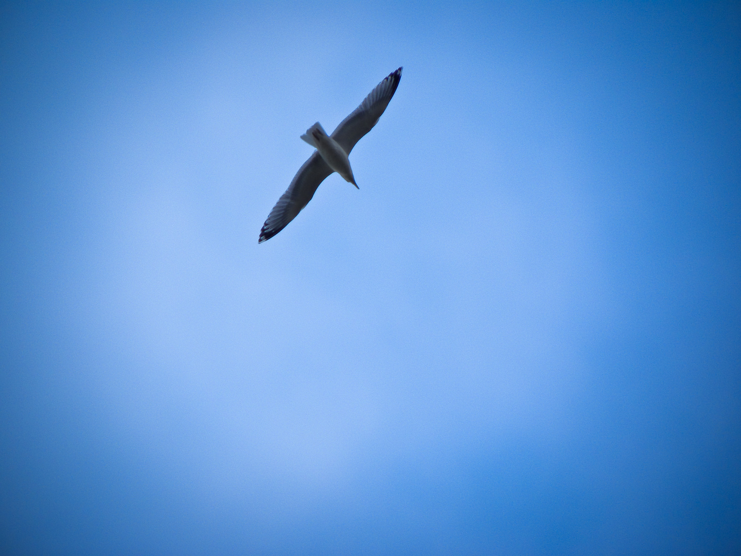 Mouette