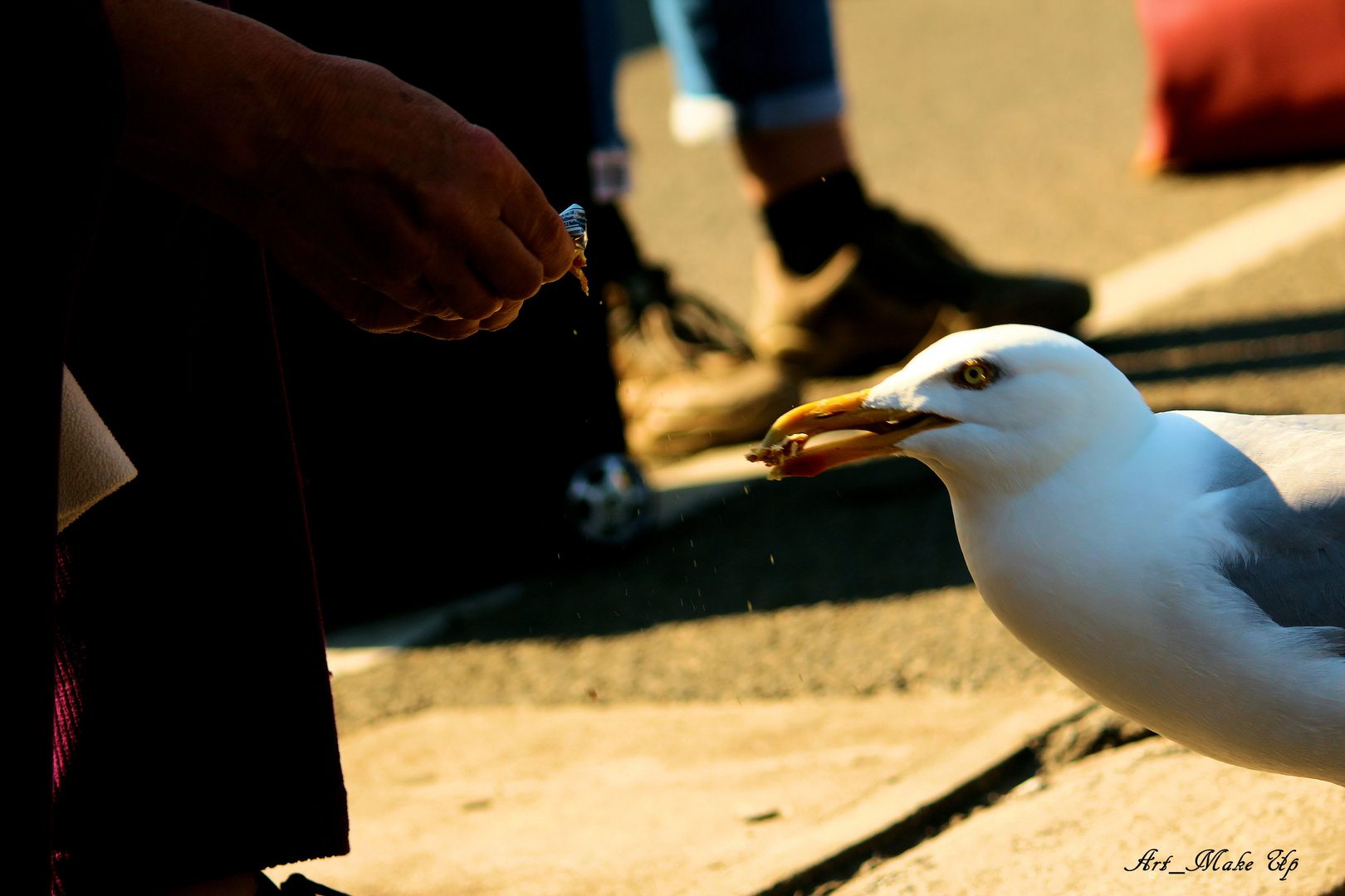 mouette