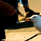 mouette