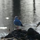 Mouette