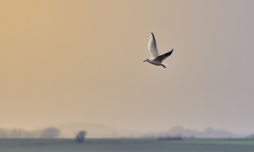 Mouette