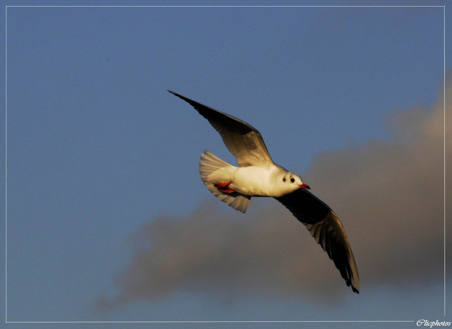 mouette