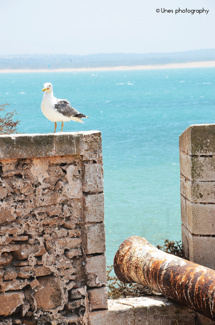 Mouette