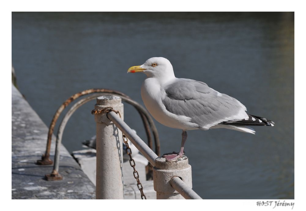 Mouette