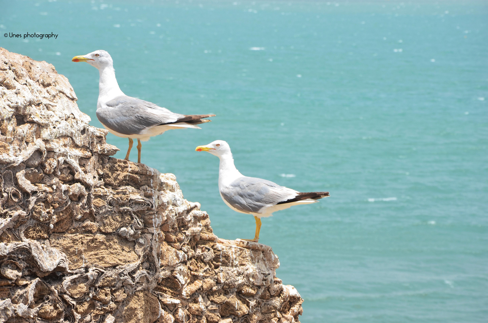 Mouette