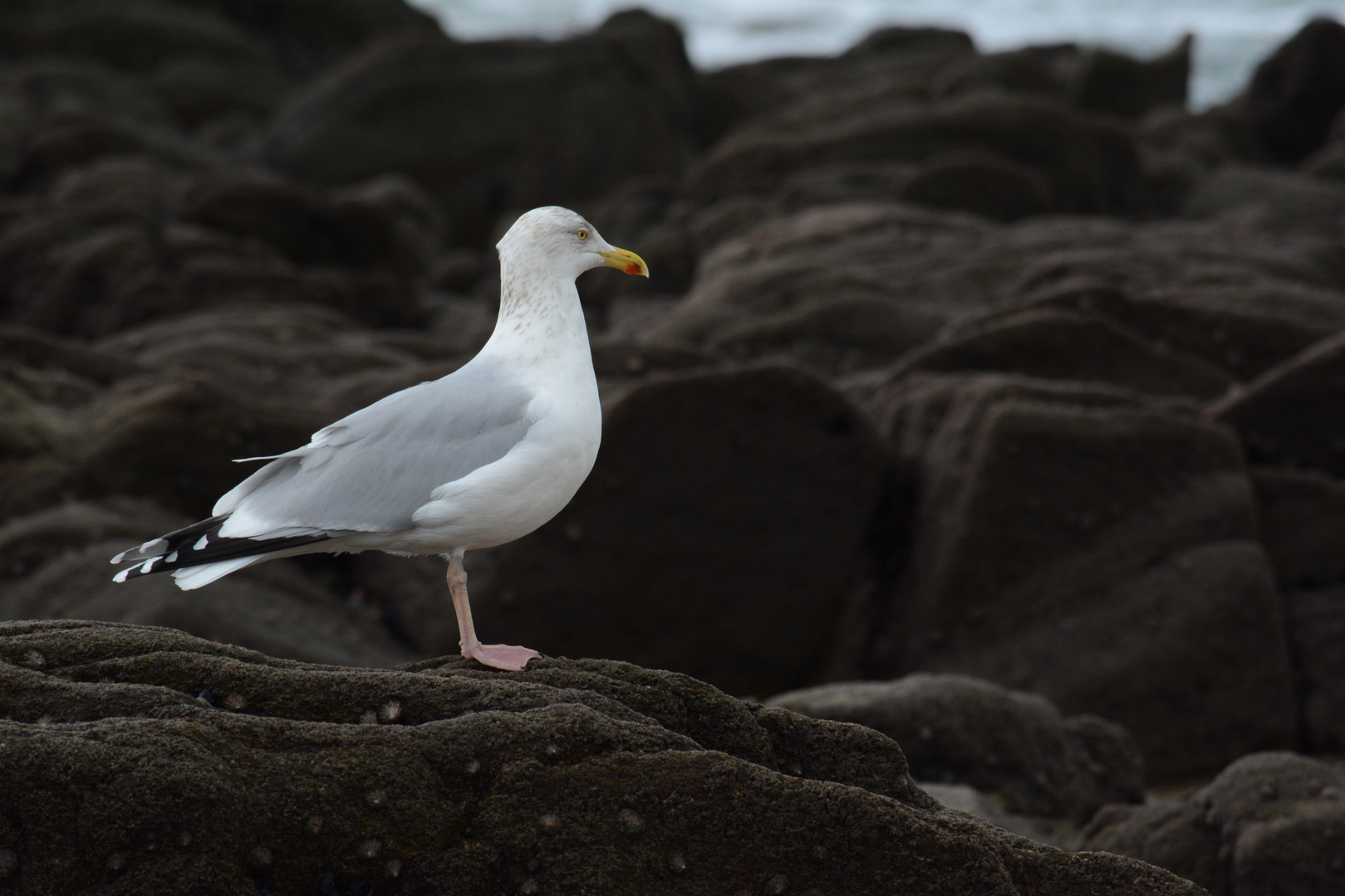 Mouette