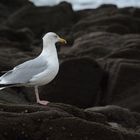 Mouette