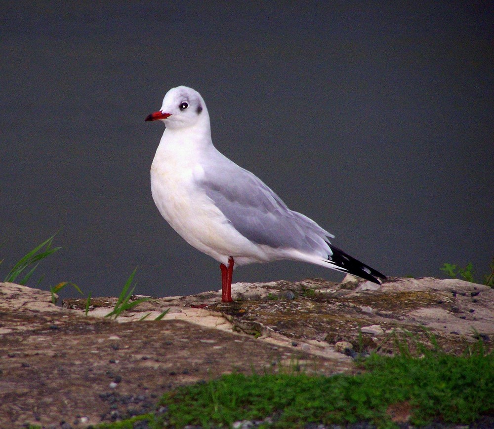 mouette