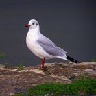 mouette