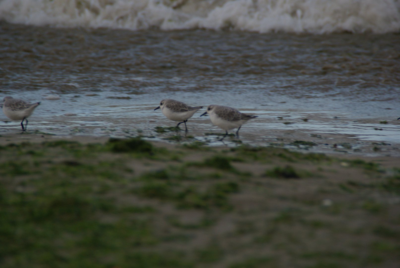 Mouette