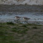 Mouette