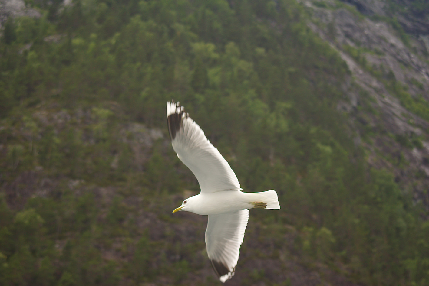 mouette