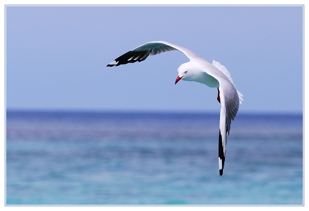 Mouette