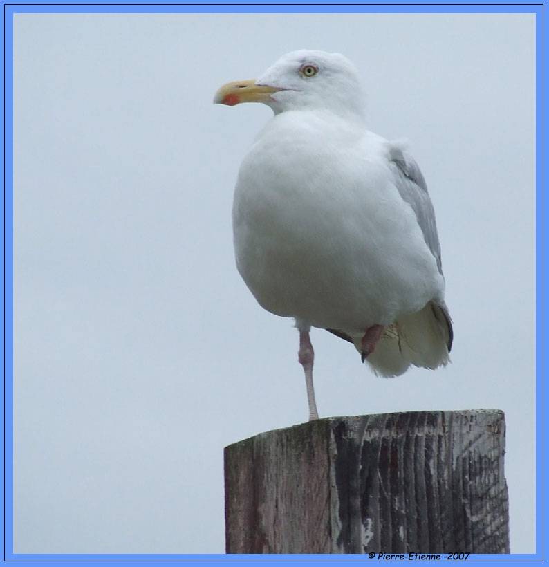 Mouette