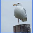 Mouette