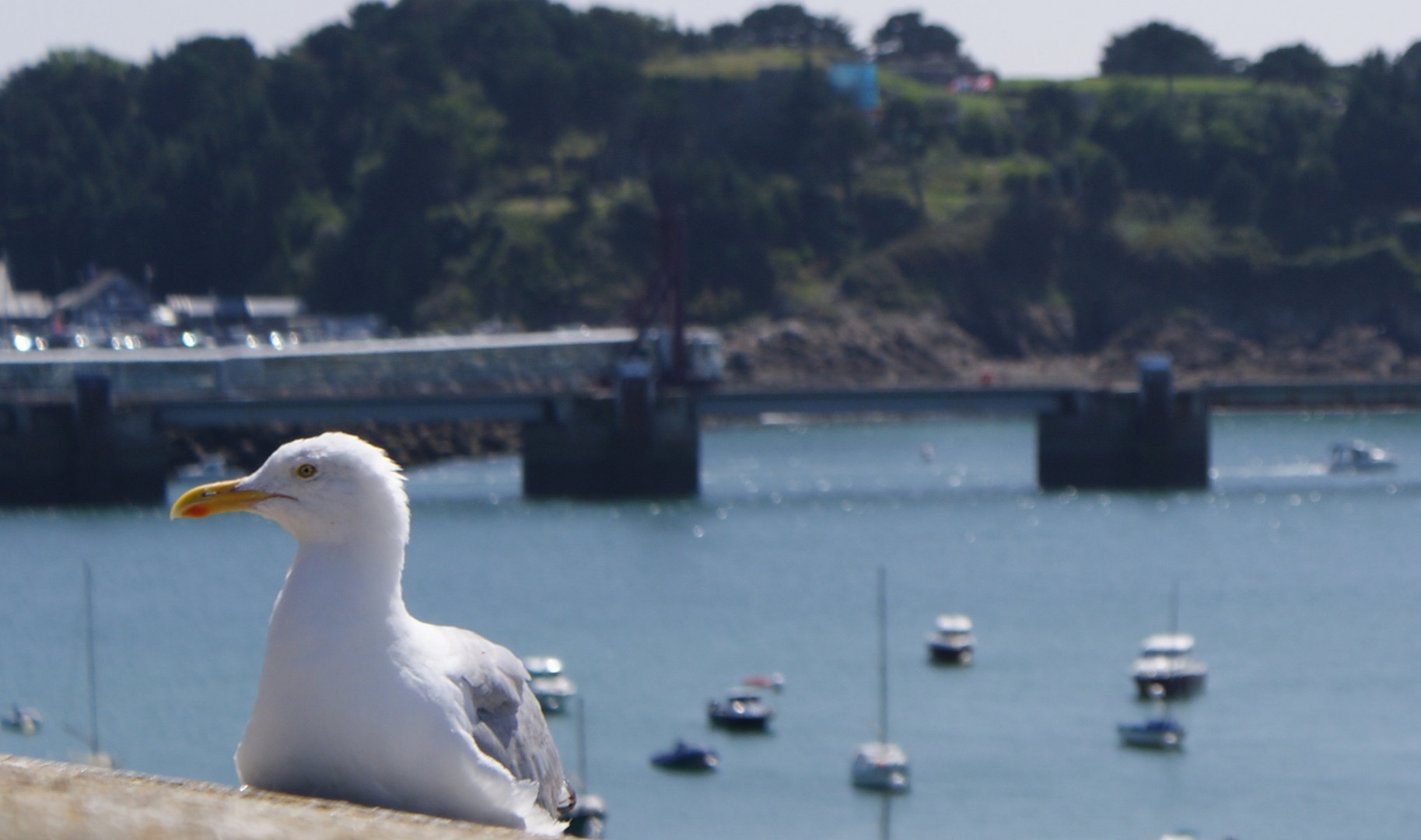 mouette !!!!