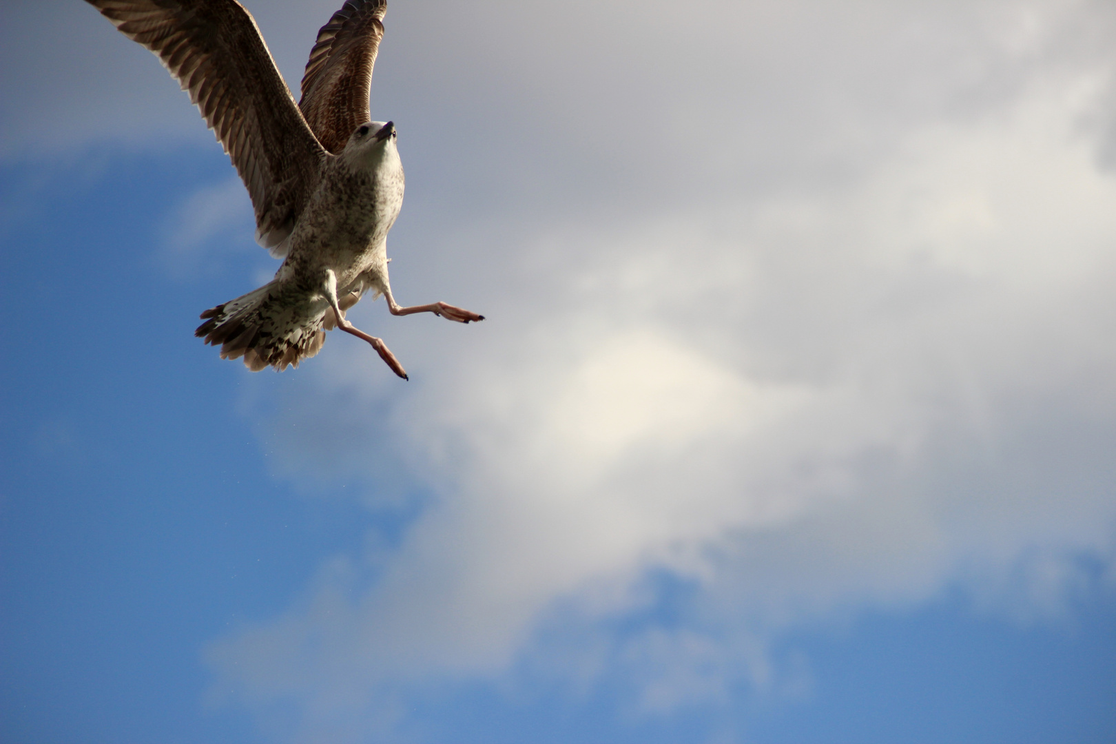 mouette