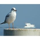 MOUETTE