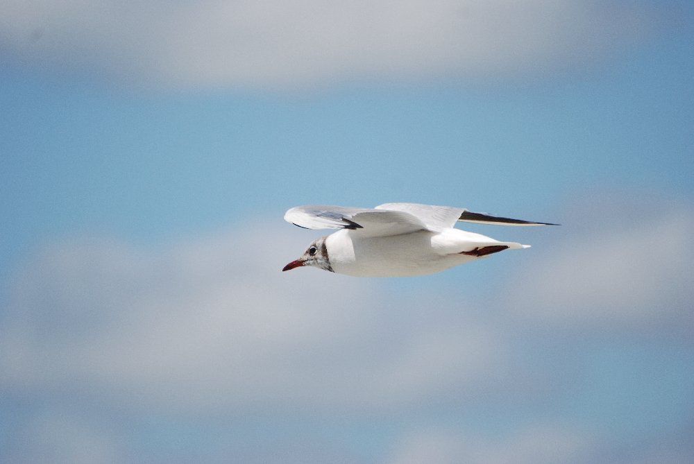 Mouette